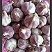 Garlic Bulbs Whole, Early Purple Italian Garlic Bulbs, 2 Bulbs, This Garlic is ready for Eating or Planting, Cool Beans N Sprouts