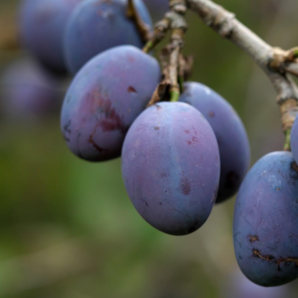 Plant Theory 1.8m - 2m Damson Prune Damson Damson Outdoor Fruit Tree 9L Pot SJA Rootstock