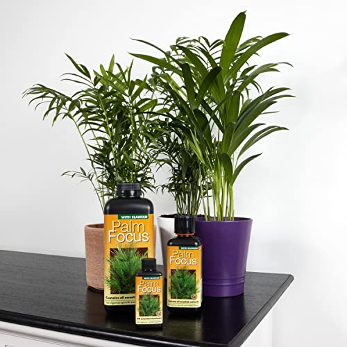 Growth Technology Ltd,Black Palm Focus 300 ml - Image 4