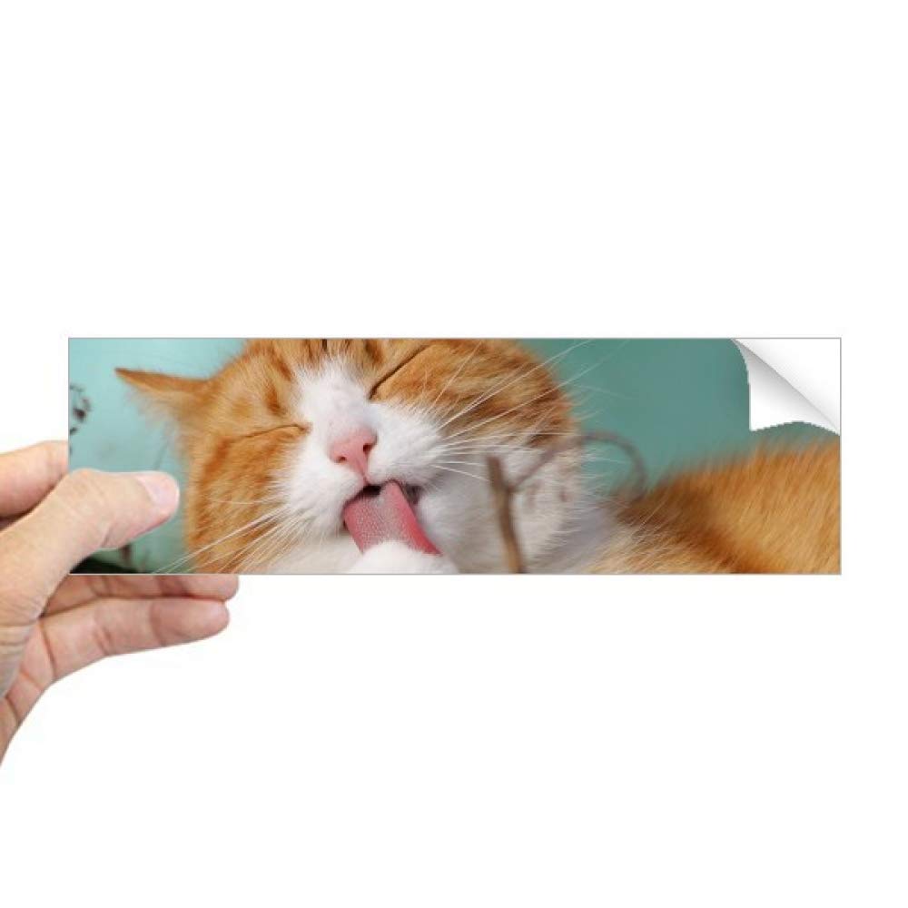 Autocollant chat et animal jaune rectangulaire pour fenêtre DIYthinker