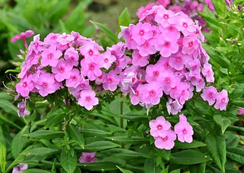200PCS Pink Tall Phlox Seeds for Planting Hardy...