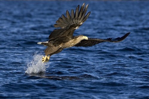 '3d della Cartolina Aquila: Aquila di mare in Norvegia '