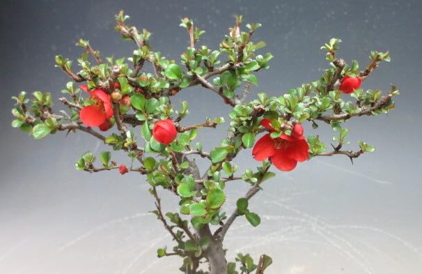 Amazon.co.jp: 盆栽 花芽付き！四季咲き赤花長寿梅【現品】（2623