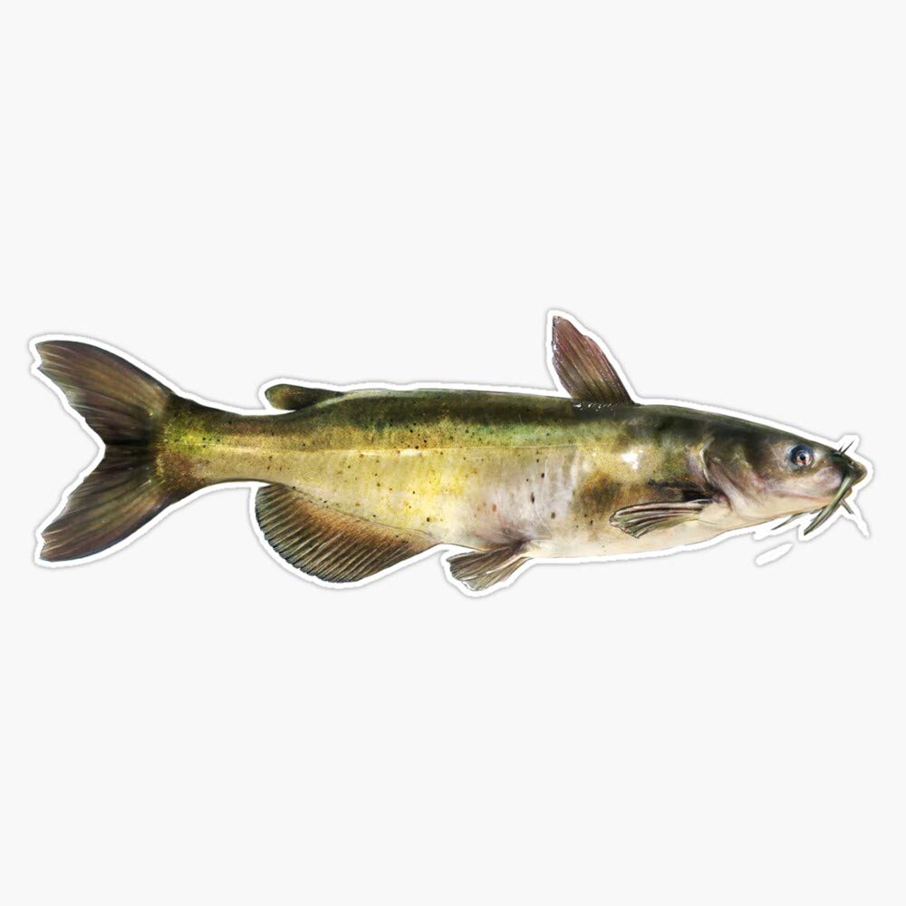 Leyland Designs Channel Catfish Sticker Outdoor Rated Vinyl Sticker Decal for Windows, Bumpers, Laptops or Crafts 5"
