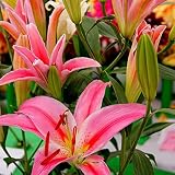 Fácil de cultivar, fácil de cuidar y una opción popular para cultivar en jardines en contenedores. Estas semillas son adecuadas para casas, macizos de flores, patios traseros, balcones, patios, jardines, oficinas, parques, patios, porches, etc.
