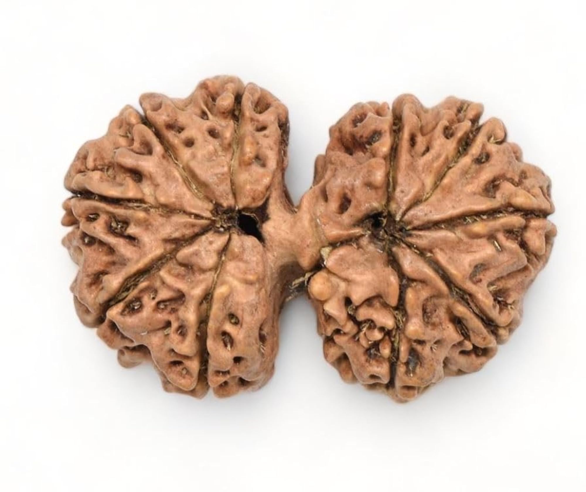 Gowri Shankar Rudraksha, Original Certified Holy Seed Bead