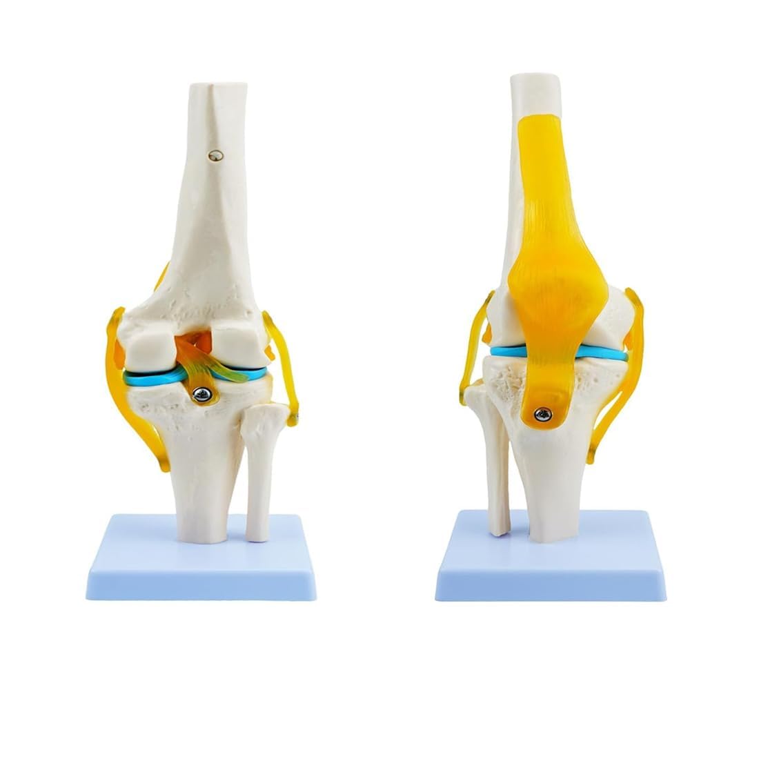 Anatomie Kniegelenk Modell 1：1 Lebensgroßes Modell Medizinisches Studienwerkzeug mit detaillierten Knochen Bändern und Knorpel