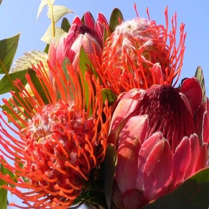 5pcs Fresh Protea Flower Seeds Red