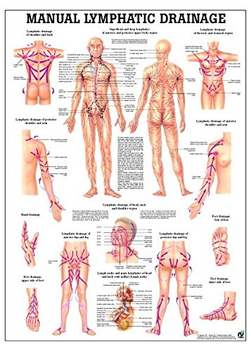 Ruediger Anatomie PO72eLAM Manual Lymphatic