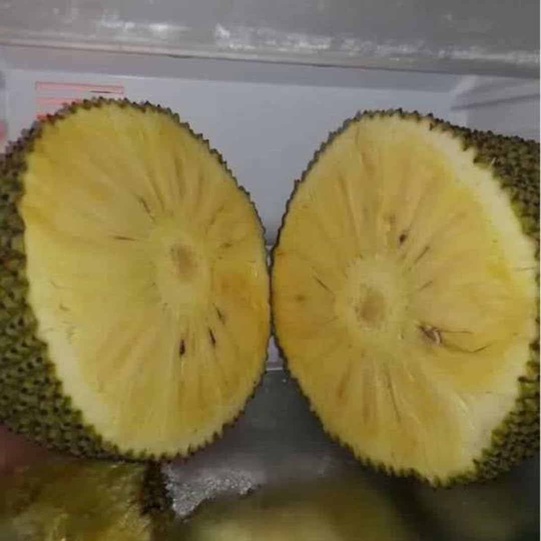 M-Tech Gardens Rare Jackfruit Plant (SeedFree Jack, Bud Grafted, Hybrid) Artocarpus heterophyllus Exotic 1 Live Fruit Plant (B0CVDDL85S) Amazon Price History, Amazon Price Tracker