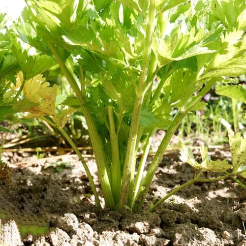 semillas de apio semillas orgánicas, en el balcón de balcón resistentes resistentes para balcones, apio, hortalizas 120pcs