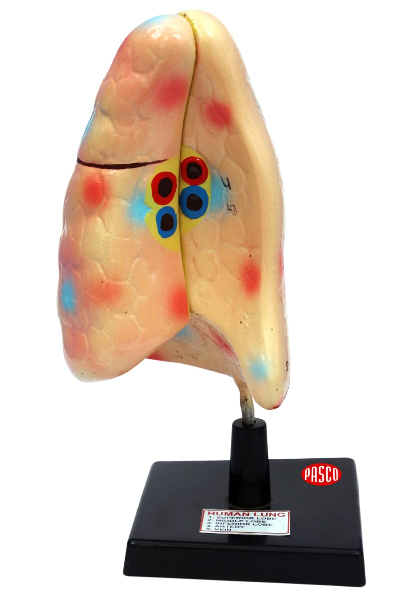 See full amazon price history chart for Pasco Anatomical Lung Model For Labs And Scientific Uses Multipurpose Science Model Pasco Anatomical Lung Model For Labs And Scientific Uses Multipurpose Science Model (B09KRGJJKW) Amazon Price History, Amazon Price Tracker