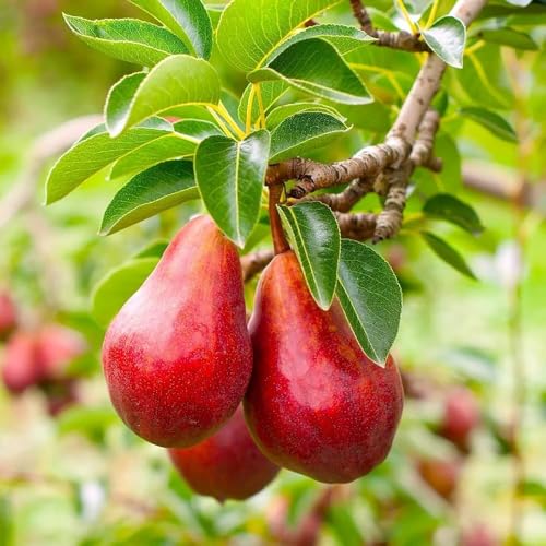 Image of Red Pear Fruit Plant | Nashpati Live Tree | Healthy Fruit Bearing Plant for Home & Outdoor Gardening | Pack of 1