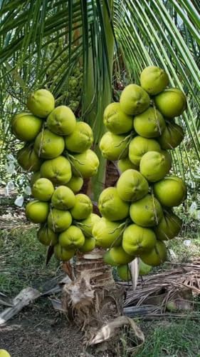 Image of Ganga Bondam Coconut Tree Plant Hybrid Rare Healthy Live Plant For Home Garden Plant Height 1.5-2.5 Feet Size Dwarf Green Yellow (fruit After 2-3 Years)