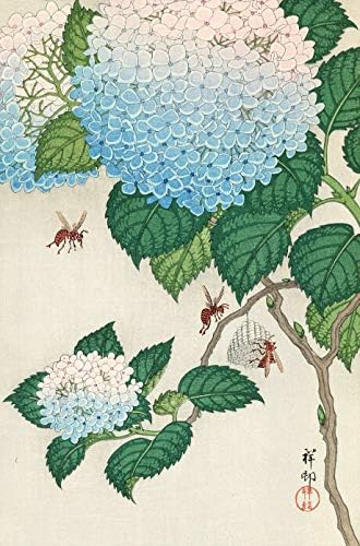 Amazon Com Japanese Art Print Hydrangea And Wasps Ajisai Ni Jigabachi By Ohara Koson Posters Prints Amazon Com Japanese Art Print Hydrangea And Wasps Ajisai Ni Jigabachi By Ohara Koson Posters Prints