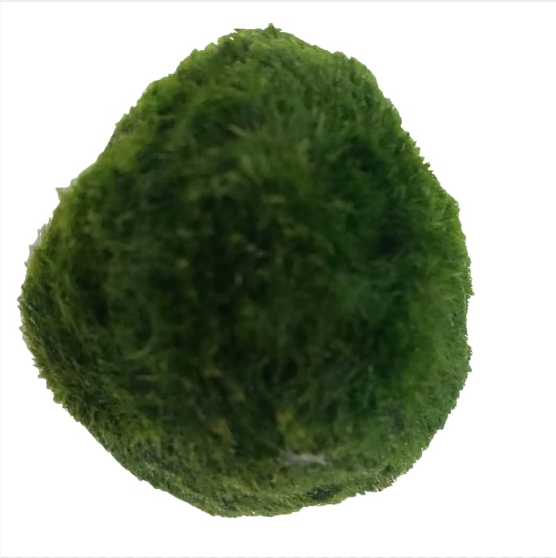 3 Live Green Algae Balls for Aquariums - Decorated Green Algae Balls to Enhance Aquarium Aesthetics 1.3 "-1.5" (3)