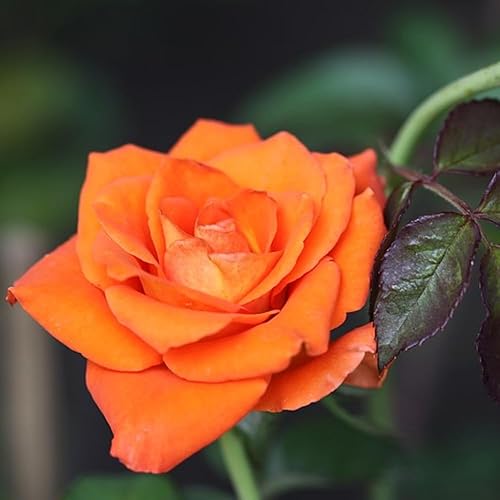 Miniatura 4 de Rose Plant Live, planta viva de rosales para plantar tu jardín, flores fragantes flores vibrantes, 5-9 pulgadas de alto bien arraigadas (rosa