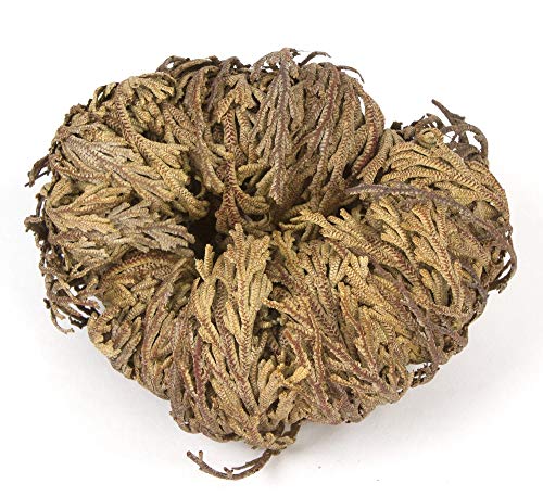 Incense Garden Rose of Jericho Flower The Resurrection Plant (1 Rose)