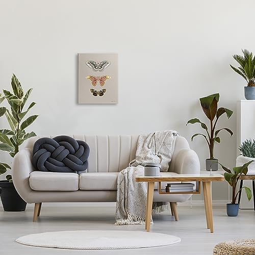 Image of Stupell Industries 'Vintage Moth Specimens'| Canvas Art | Stupell Industries | 16 x 20 Inches, Easy to Hang and Sturdy, Made in USA, by Danhui Nai
