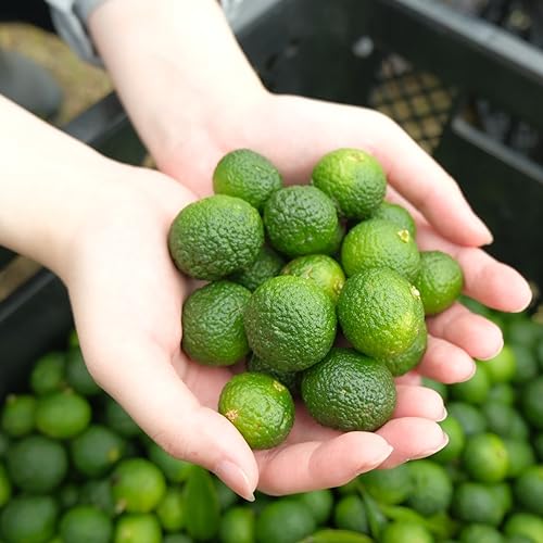 三重県熊野市限定柑橘!新姫(にいひめ)1s スダチやカボスのようにお使いいただけます!(冷凍)