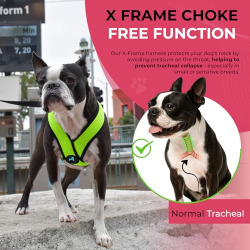 Image of Gooby Comfort X Head-in Dog Harness, Choke-Free, Green, Medium | Patented choke-free X-frame; Secure head-in fit; Lightweight breathable mesh; Back metal D-ring; Machine washable