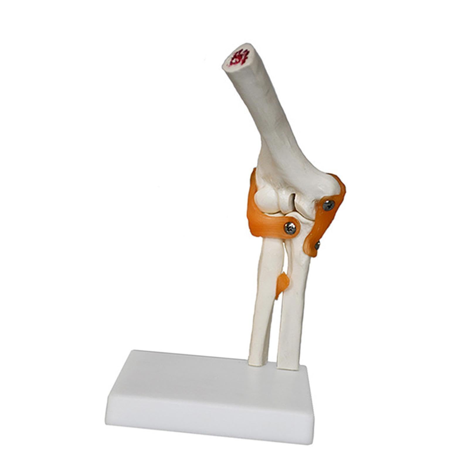 DYNWAVE Human Elbow Joint Model Skeleton Model Education Medical Training Sturdy with Flexible Ligaments Scientific for Study Display