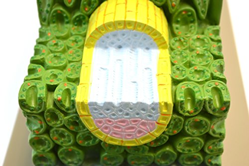 Micro structure de feuille de dicot pour cours de biologie au lycée
