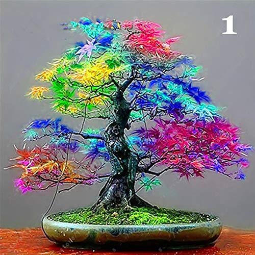 Maple Tree Seeds for Yard Gardening Plant,100Pcs Maple Tree Seeds Plant Home Garden Bonsai Office Yard Landscaping Decor - 1# Maple Tree Seeds by ZHOUBA