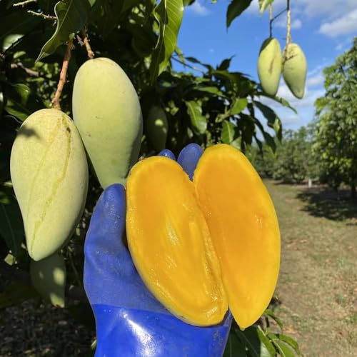 Image of Rare Thailand Nam Dok Mai Si Thong Golden Mango Plant Juicy Fruit After 2-3 Years Height 2-3 Feets PB 30