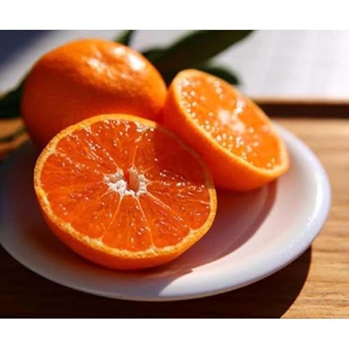 [先行予約] 有田みかん(お徳用 10kg) こだわり手詰め