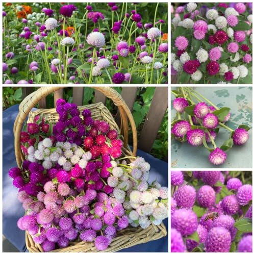 Mixed Globe Amaranth Seeds - 300 Pcs Annual Heat & Drought Tolerant Pollinator Friendly | Vibrant Pom Pom Blooms for Beds Borders Cut Flowers & Dried Arrangements Non-GMO Heirloom