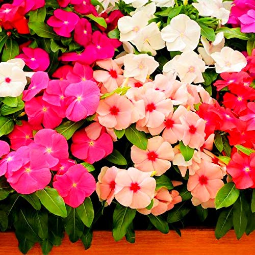 Navya germination Vinca Mixed 100 Finest Seed (B08547P997) Amazon Price History, Amazon Price Tracker