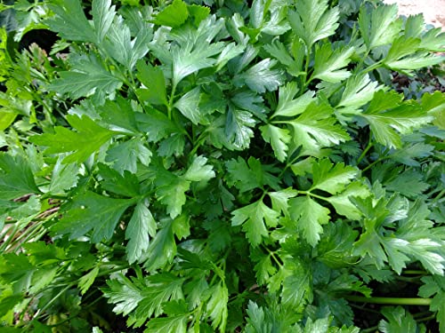 TKE Farms & Gardens - Italian Flat Leaf Parsley Seeds for Planting, 600+ Heirloom Non-GMO Seeds, Perfect for Indoor and Outdoor Gardens, Petroselinum crispum, Qty 1 - Image 5