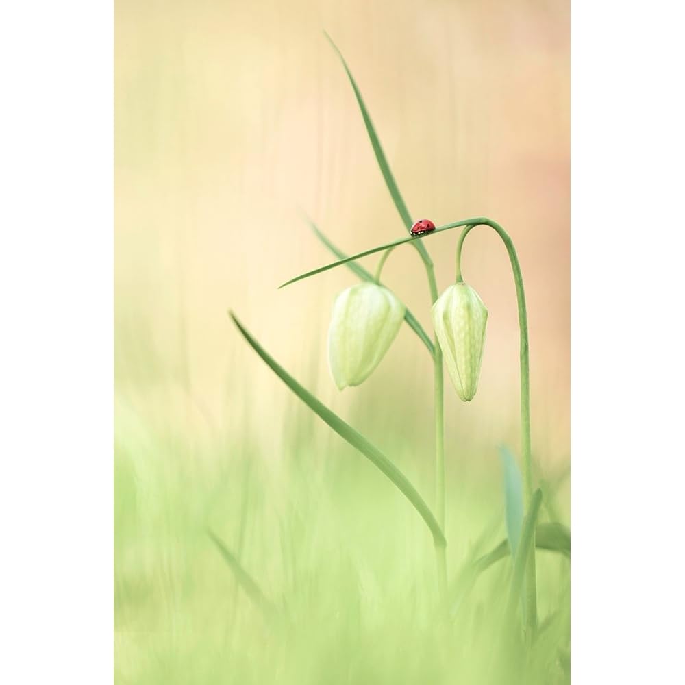 ArtDirect Serenety Unframed Art Print Giclee Poster by De Vos, Daan - Ready for Framing with Customization Sizes 7x10, 9x14, 13x20, 24x36, 32x48, and 40x60 Inches