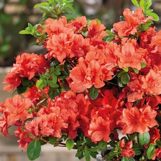 GOLDEN GLOW Azalea Geisha Orange Flower Rhododendron Live Plant For Home Garden Roof Top 1.5 ft (B0CV1TXSDH) Amazon Price History, Amazon Price Tracker