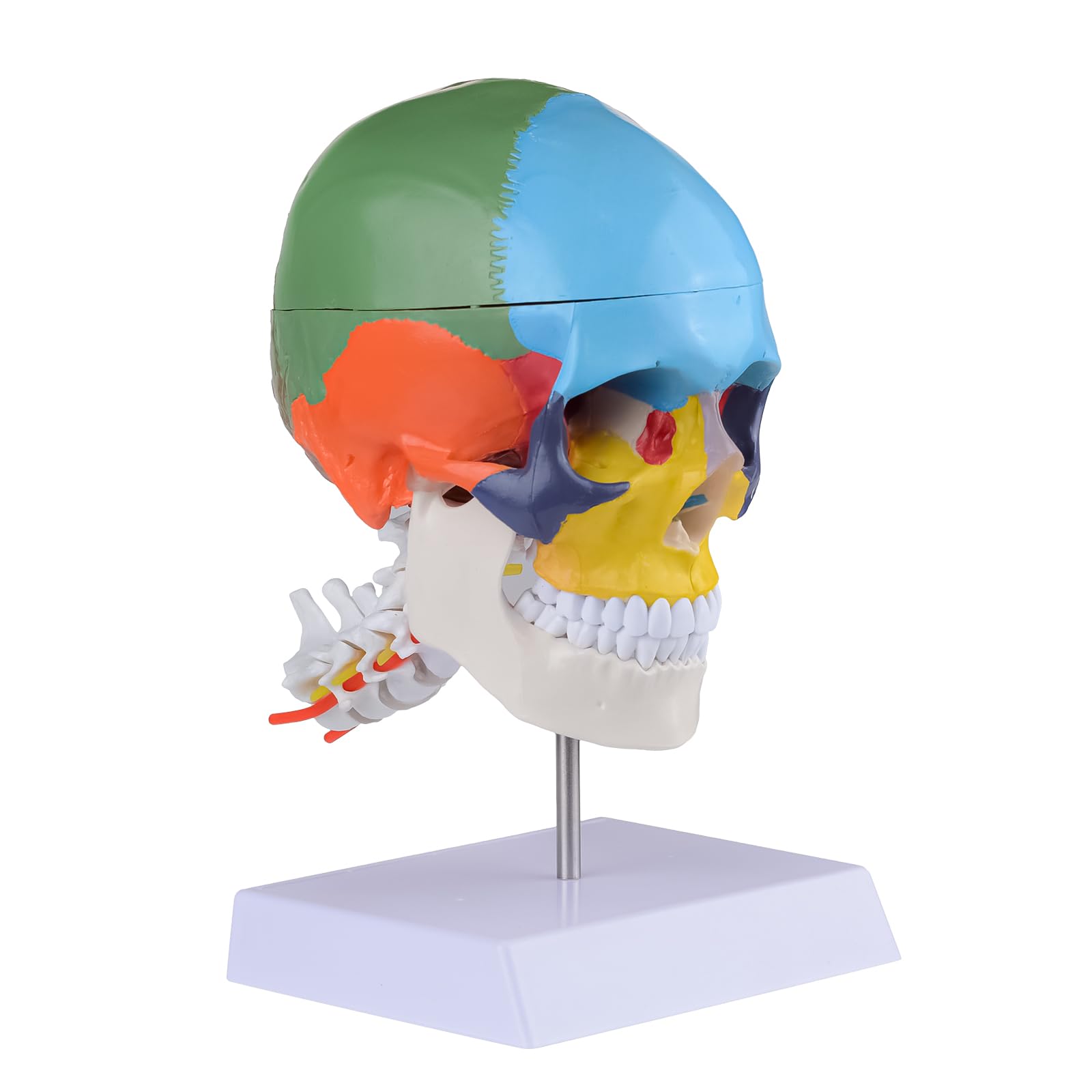Removable Human Life-Size Colorful Skull Head Anatomical Model with Cervical Vertebrae Nerve Artery for Study Teaching