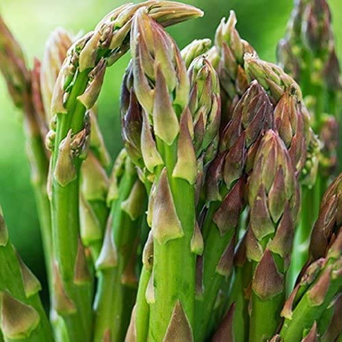 Asparagus - 'Mary Washington'50+ Seeds Easy To Grow, Tasty Perennial That Yields For Years! #TOP20