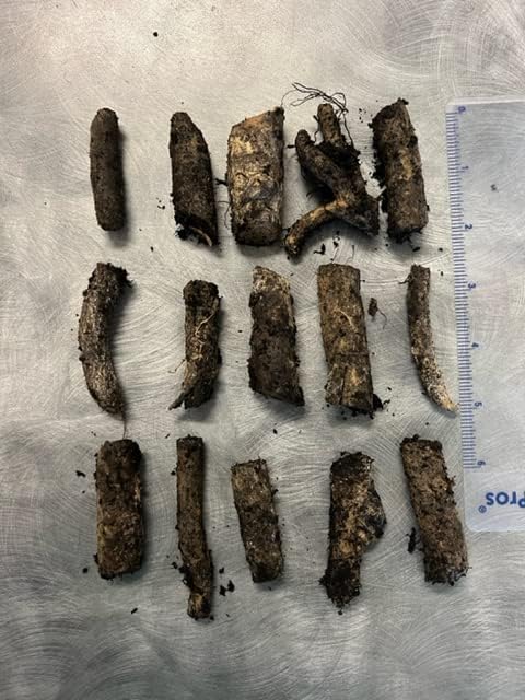 Miniatura 2 de Raíces de consuelda - Russian Bocking 14 --- 15 esquejes de Permaculture Plant Store