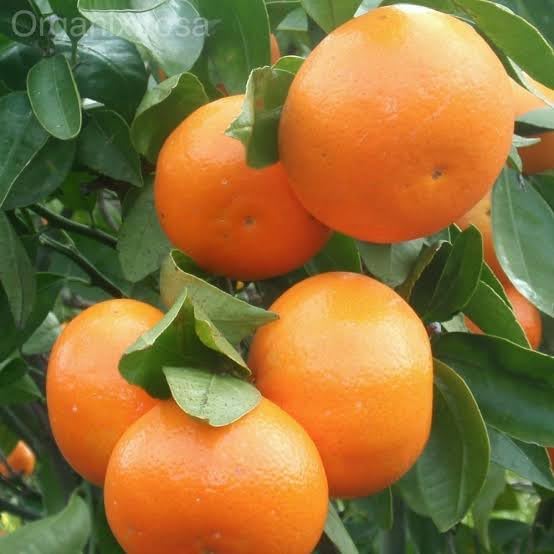 See full amazon price history chart for Rahaman Enterprice "Vietnam malta Mosambi " All Time Variety Grafted Fruit Live Plants & Tree(1.5-2 Ft Size) Rahaman Enterprice "Vietnam malta Mosambi " All Time Variety Grafted Fruit Live Plants & Tree(1.5-2 Ft Size) (B0CMX844Y7) Amazon Price History, Amazon Price Tracker