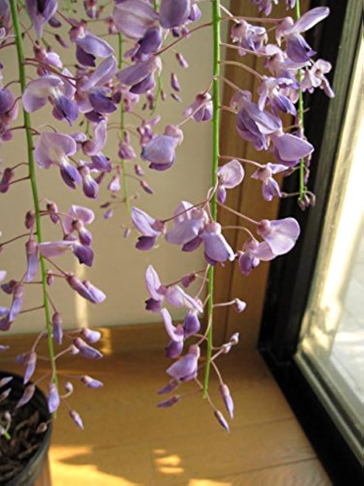 PALページ　藤　黒龍藤 藤（フジ）「黒龍藤」の苗木 : 植物・園芸専門店 花育通販Yahoo