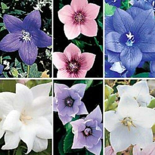 Platycodon Balloon Mixed Flower Seeds (Blue, White, Pink/) Perennial tyn3sw (40+ Seeds)