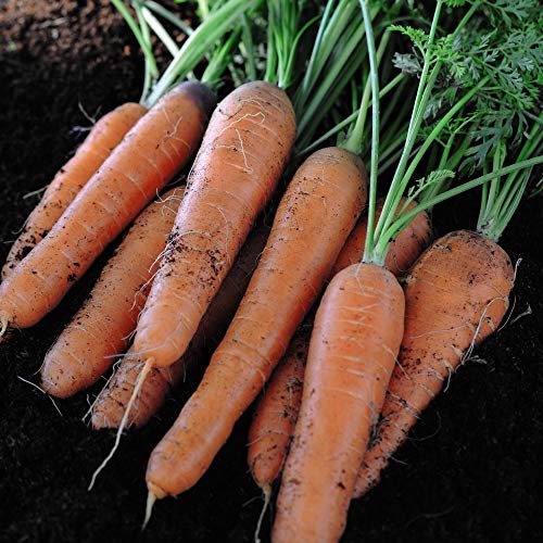 Carrot ‘Nantes 2 Early’ (Daucus carota) Hardy Annual 1 Packet (1500 Seeds + 25% Extra Free) by Thompson and Morgan