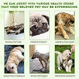 jollifish Probiotic for Dogs, 3 in 1 Prebiotics Drops with Enzymes for Skin & Coat Support, Supports Digestive Function & Immune Function, Pet Supplements Liquid Probiotic - 60 ml - Image 5