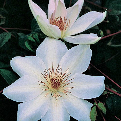 Henryi Clematis Vine - Pure White - 2.5" Pot #TOP1