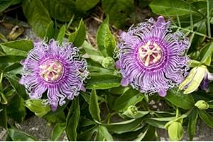 Zen Oasis: 9GreenBox Purple Passion Flower Plant For Tranquility