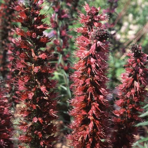Plant World Seeds - Echium Russicum Seeds (Perennial Flower Seeds)