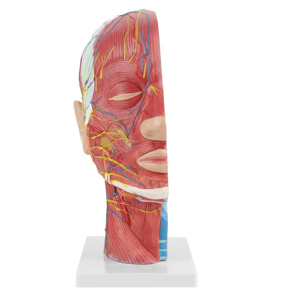 Modèle Anatomique Humain pour Moitié de Tête et Visage - Modèle Médical