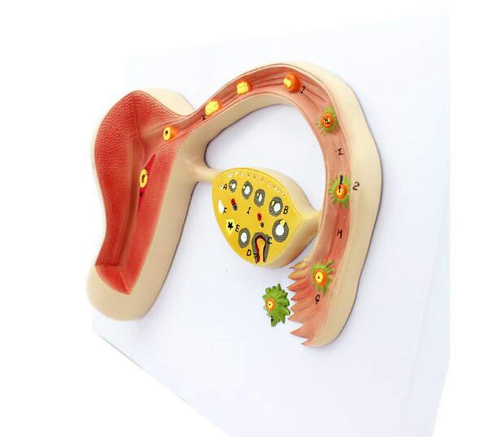 Modello anatomico Umano Modello di processo di Formazione dell'uovo fecondato Umano Modello di Sviluppo embrionale Modello anatomico dell'utero Umano per Lo Studio dell'insegnamento Medico