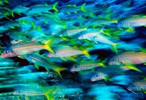 Posterazzi Grunts in Motion Abacos Bahamas - Póster de Stuart Westmorland (17 x 12)