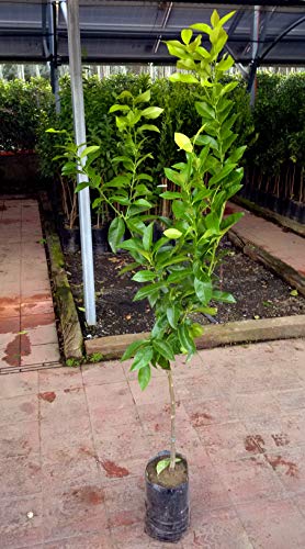  Pianta di cedri Albero cedro Piretto pane - Imballaggio speciale protettivo